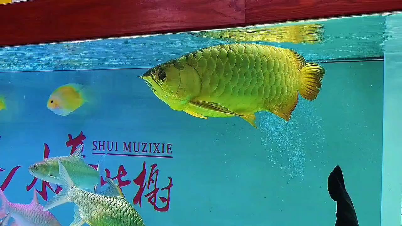老龍王（《老龍王》一部關于老龍王的電影）