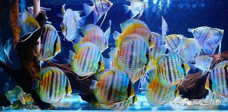 七彩魚發(fā)情期如何隔離？（七彩神仙魚發(fā)情期怎么隔離）