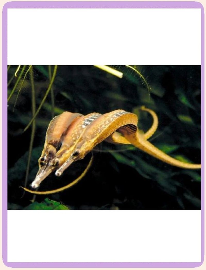 淡水海龍飼養(yǎng)需要注意什么（淡水海龍的混養(yǎng)與飼養(yǎng)） 淡水海龍飼養(yǎng)需要注意什么（淡水海龍的混養(yǎng)與飼養(yǎng)） 龍魚(yú)百科 第3張