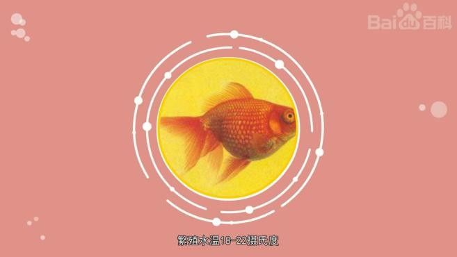 紅龍睛有哪些亞種？（紅龍睛的亞種分類）