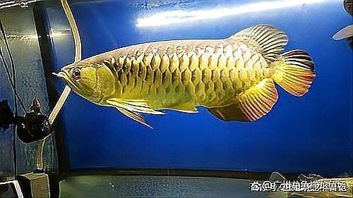 關嶺哪個水族館龍魚好？祥龍魚場龍魚（關嶺祥龍魚場的龍魚種類繁多）