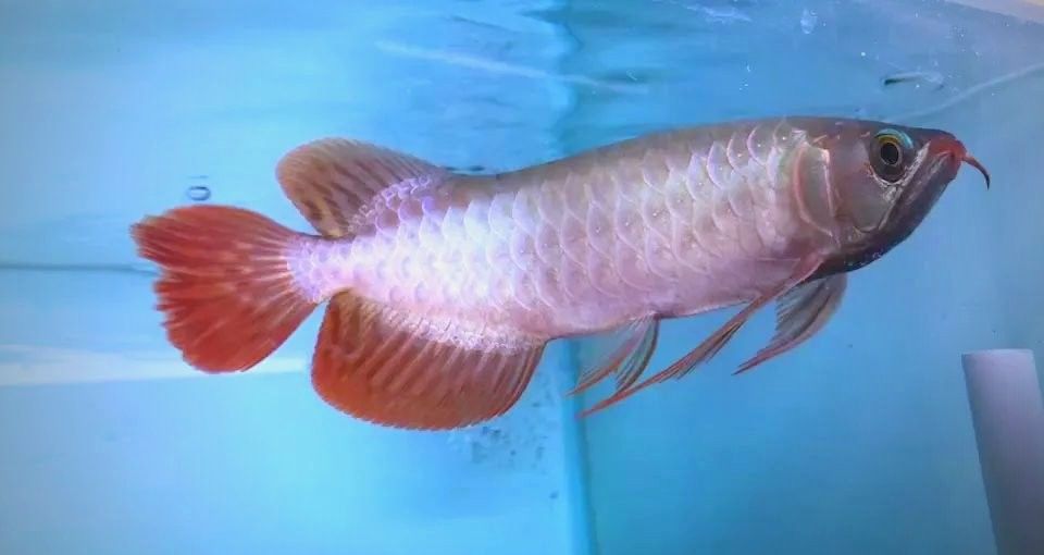 關嶺哪個水族館龍魚好？祥龍魚場龍魚（關嶺祥龍魚場的龍魚種類繁多）