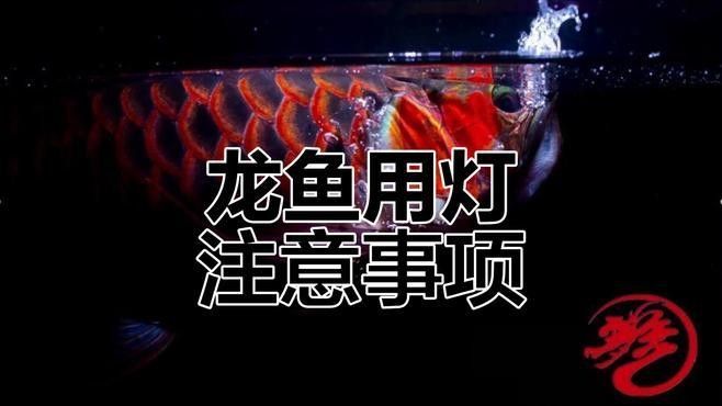 龍魚燈光開多長時間合適？（——龍魚燈光使用詳解）