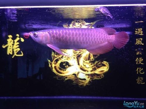 如何辨別洛賓紅龍的品質(zhì)（如何挑選優(yōu)質(zhì)洛賓紅龍）