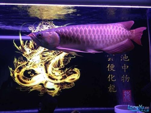 如何辨別洛賓紅龍的品質(zhì)（如何挑選優(yōu)質(zhì)洛賓紅龍）