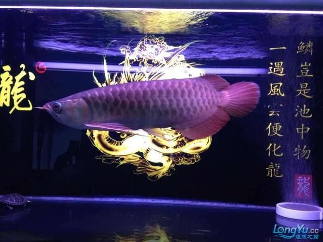 如何辨別洛賓紅龍的品質(zhì)（如何挑選優(yōu)質(zhì)洛賓紅龍）
