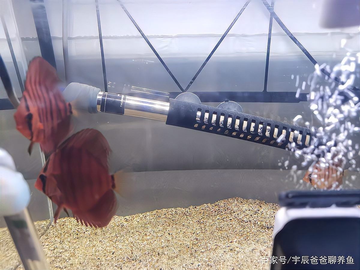 雙加熱棒如何設置？（加熱棒的正確使用方法）