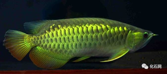 如何聯系到金龍魚全國客服熱線（金龍魚全國客服熱線怎么聯系）
