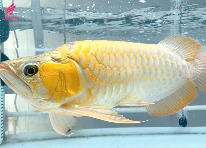 南海花博園內有哪些知名的龍魚養殖場（南海花博園內知名的龍魚養殖場）
