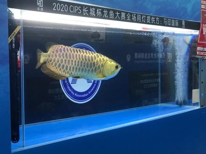 南海花博園內有哪些知名的龍魚養殖場（南海花博園內知名的龍魚養殖場）