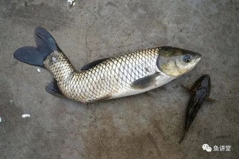 龍魚畸形遺傳能否完全避免？（如何避免龍魚畸形的發(fā)生）