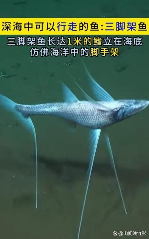 如何選擇適合拍攝龍魚的三腳架（數智奇跡，相機三腳架怎么選推薦）