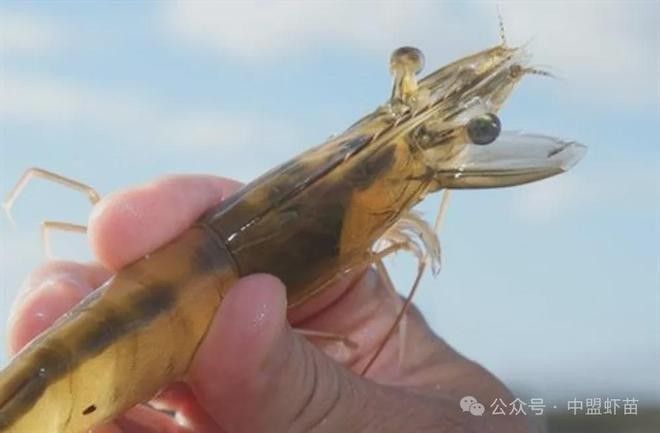 哪些植物性飼料適合黑鱗龍魚？（適合黑鱗龍魚的植物性飼料及搭配建議及搭配建議）