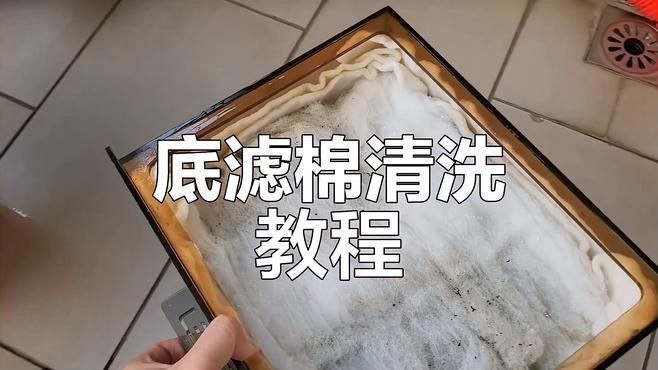 龍魚過濾材料多久清洗一次？（關(guān)于龍魚過濾材料清洗頻率的詳細(xì)分析）