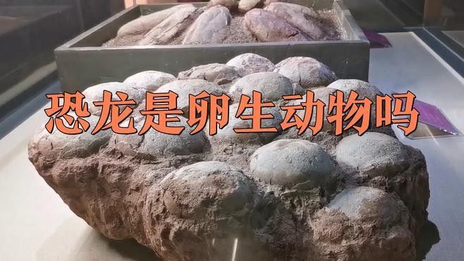 哪些恐龍是卵生，哪些是胎生（卵生恐龍和胎生恐龍的生殖方式特殊案例分析恐龍是卵生還是胎生）