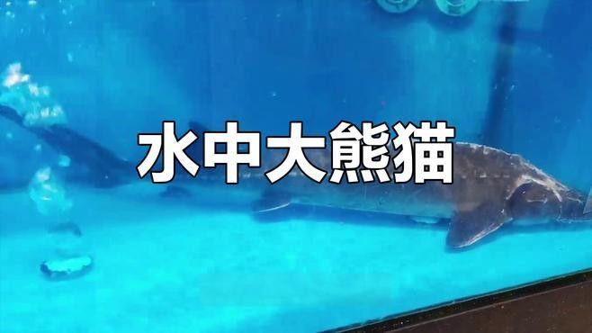 有沒有高清的鱘龍魚圖片？（高清鱘龍魚圖片欣賞）