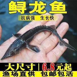 有沒有高清的鱘龍魚圖片？（高清鱘龍魚圖片欣賞）