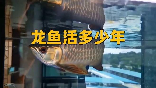 如何判斷小龍魚的年齡（如何判斷一條魚的年齡）