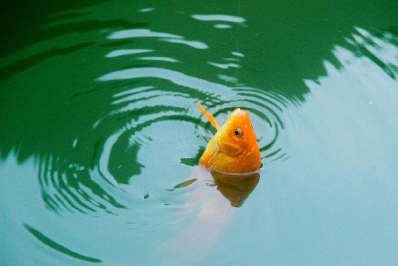 如何判斷小龍魚的年齡（如何判斷一條魚的年齡）