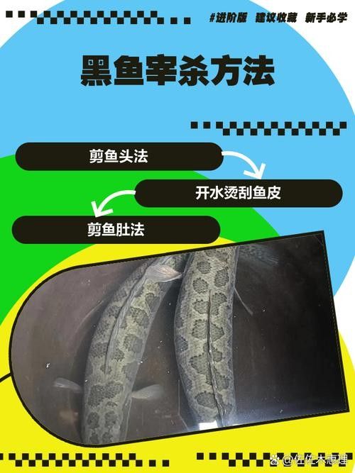 如何預(yù)防黑鱗龍魚感染細(xì)菌？（預(yù)防黑鱗龍魚感染細(xì)菌的方法）