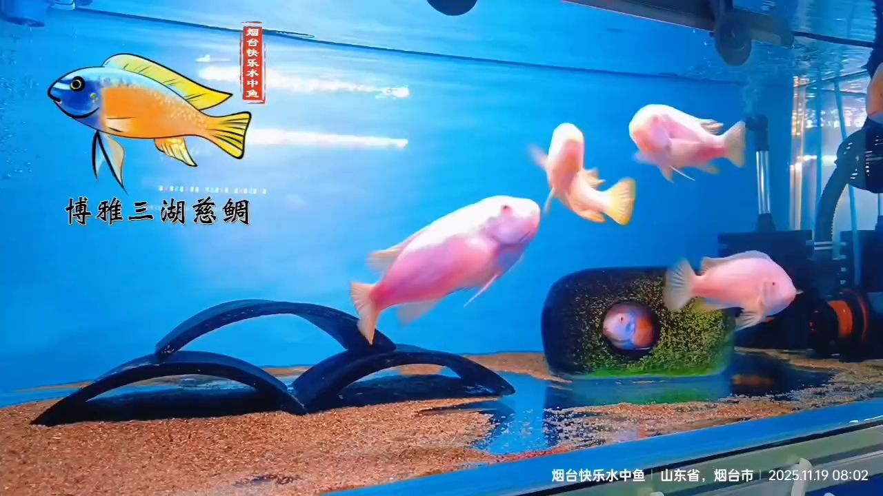 養魚人的日常（養魚人日常的一些主要活動）