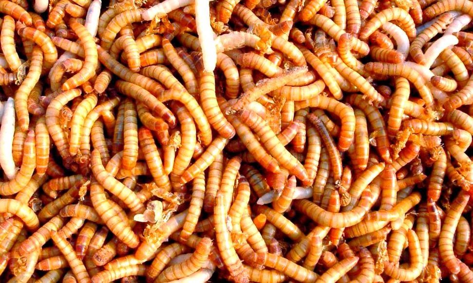 火龍魚除了面包蟲還能吃什么（中國小火龍魚吃什么食物光影動創(chuàng)工坊火龍魚吃什么環(huán)球眼）