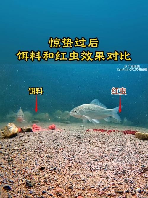 火龍魚除了面包蟲還能吃什么（中國小火龍魚吃什么食物光影動創(chuàng)工坊火龍魚吃什么環(huán)球眼）