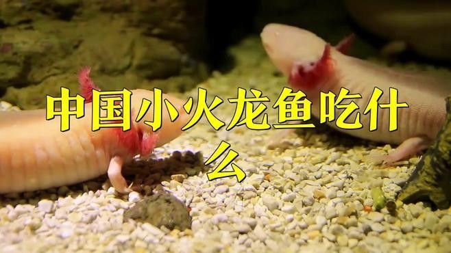 火龍魚除了面包蟲還能吃什么（中國小火龍魚吃什么食物光影動創(chuàng)工坊火龍魚吃什么環(huán)球眼）