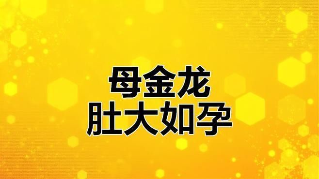 金龍魚游動時有哪些典型動作（觀賞魚世界，這樣品質的龍魚才值錢）