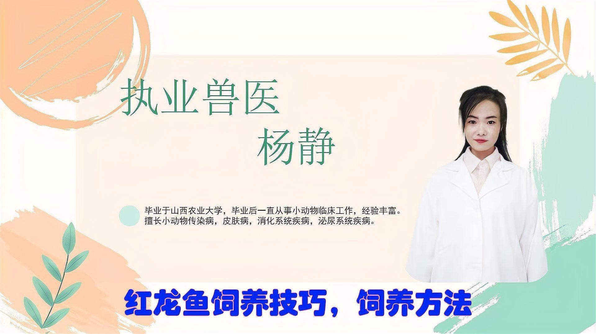 紅龍魚適合什么環境（紅龍魚的飼養技巧是什么）