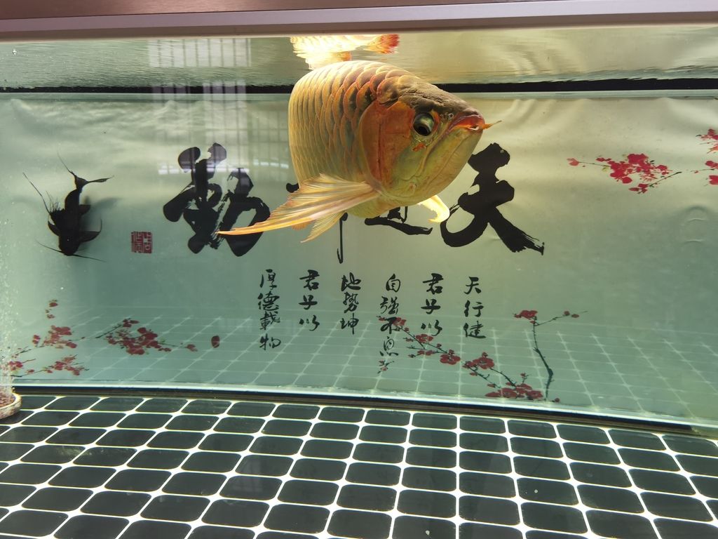 （全球變暖對(duì)生態(tài)系統(tǒng)產(chǎn)生的影響）