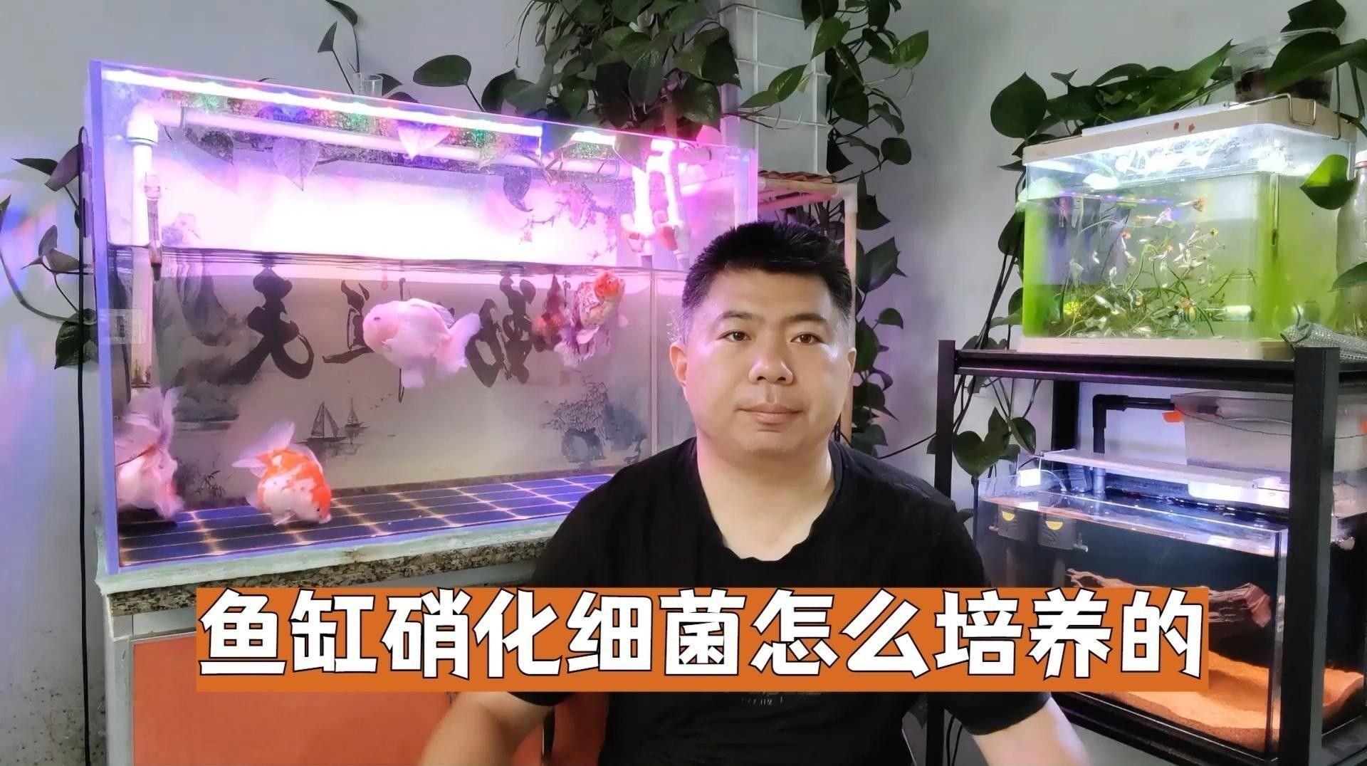 新濾材如何培養硝化細菌？（新濾材培養硝化細菌）