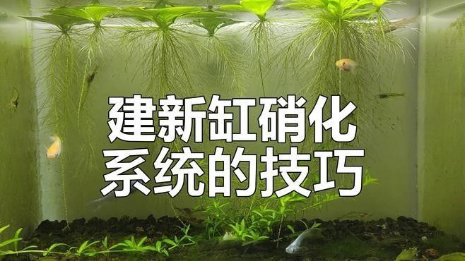 新濾材如何培養硝化細菌？（新濾材培養硝化細菌）