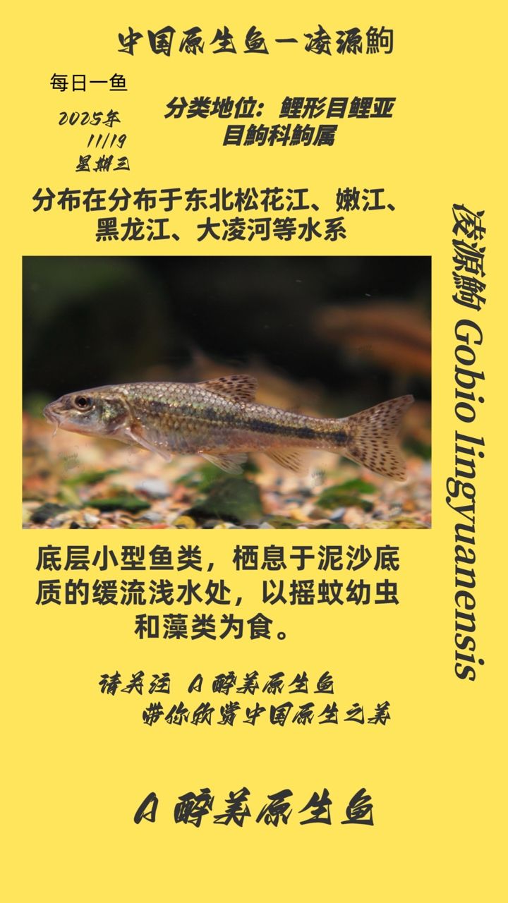 凌源鮈（凌源鮈在生態(tài)系統(tǒng)中的作用）