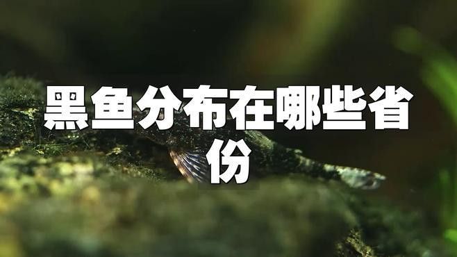 黑龍魚的原產地在哪里（黑龍魚名稱的由來與種類分布搜狐聽,黑龍魚的價格是多少）