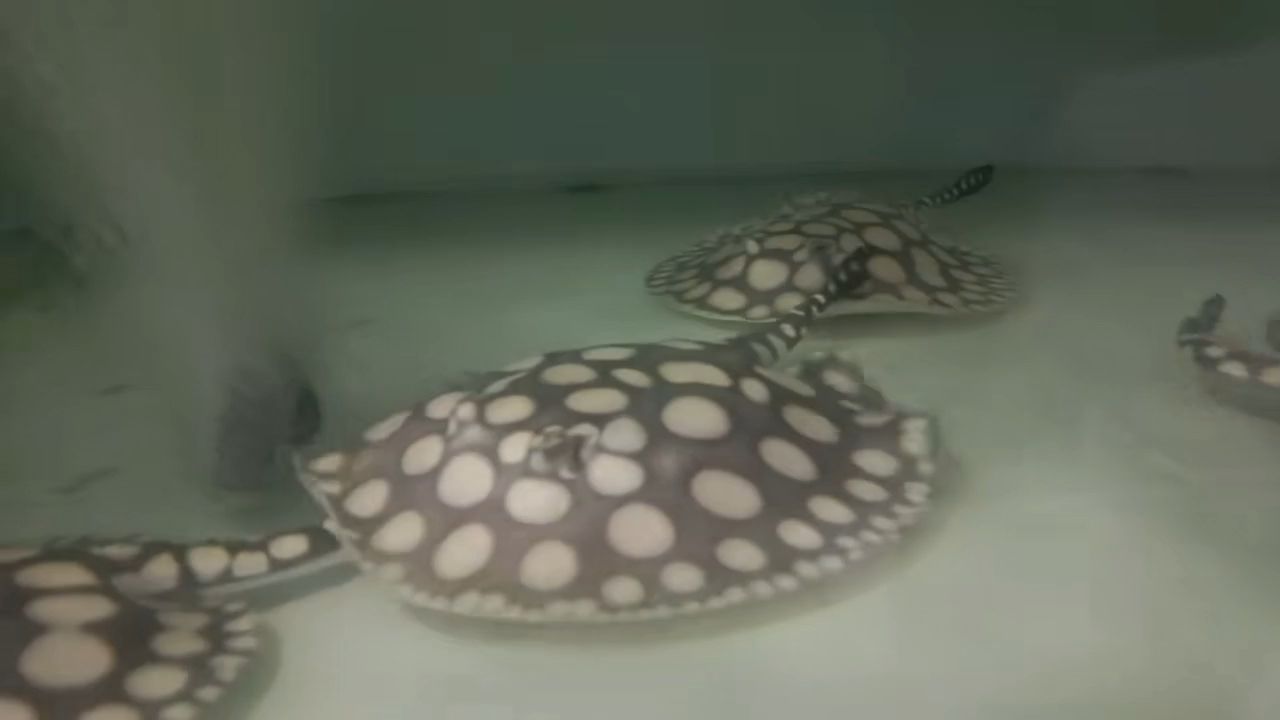 早安（《早安，晨光中的新希望》）