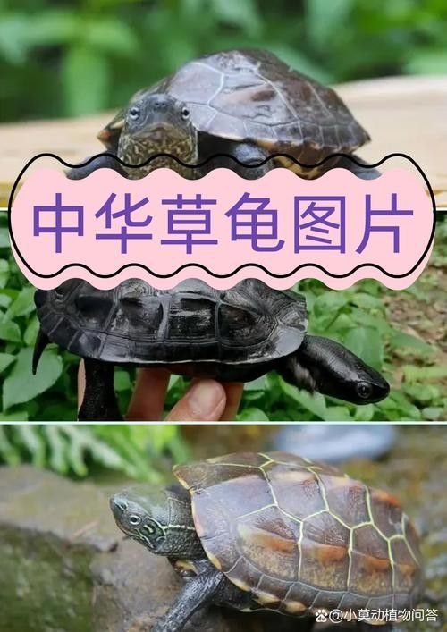 龍魚喉嚨鼓起來是怎么回事？，龍魚喉嚨鼓起來會自愈嗎