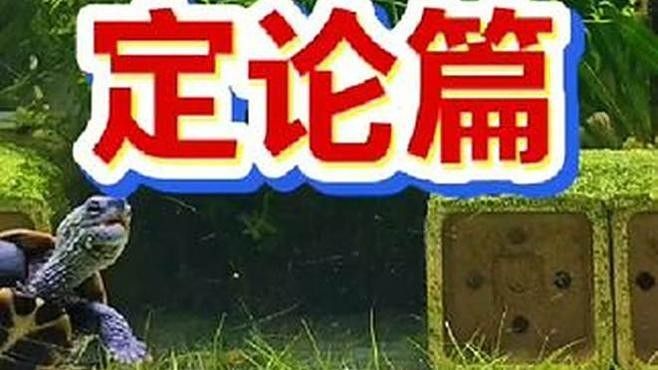 哪種烏龜最好養（10種易養烏龜品種全攻略龜寶日記適合新手飼養）