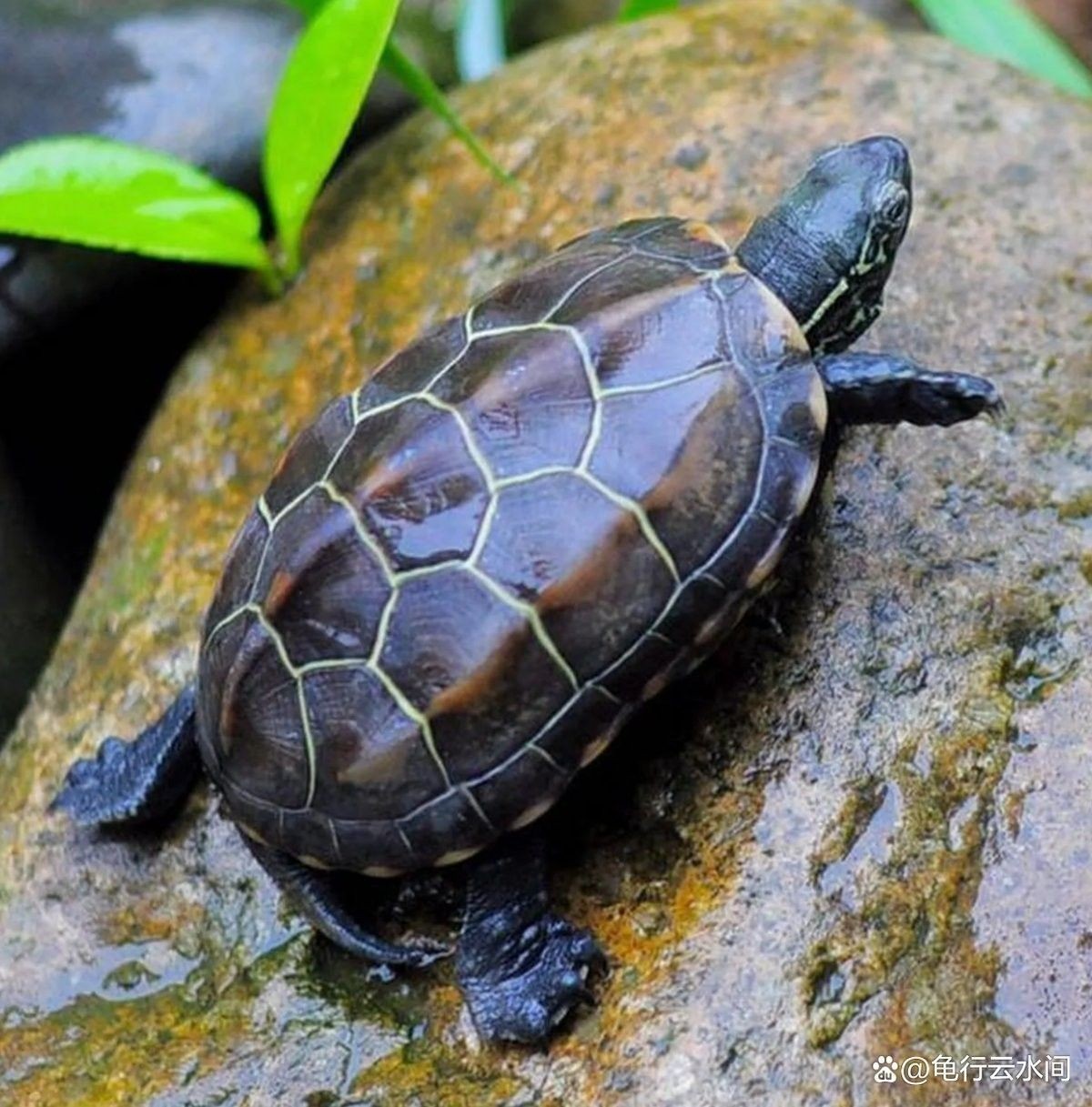 龍魚喉嚨鼓起來是怎么回事？，龍魚喉嚨鼓起來會自愈嗎