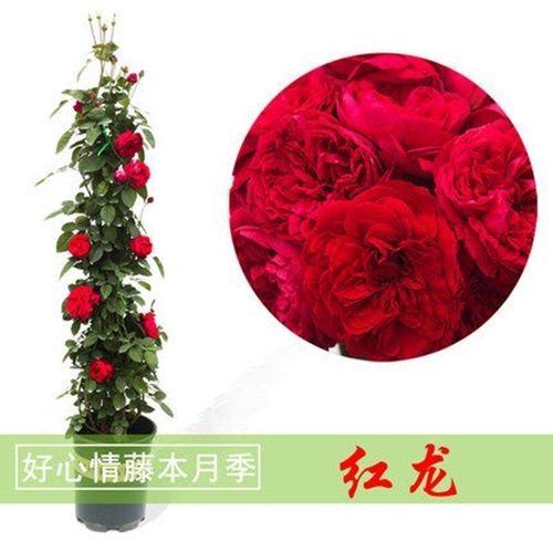 紅龍月季哪個品牌最好？（紅龍月季品牌及特點分析，）