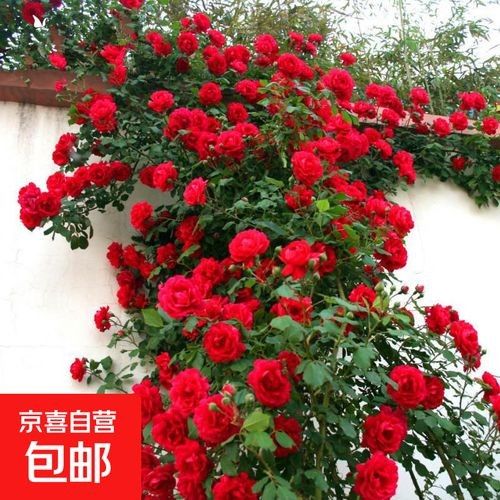 紅龍月季哪個品牌最好？（紅龍月季品牌及特點分析，）