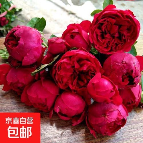 紅龍月季哪個品牌最好？（紅龍月季品牌及特點分析，）