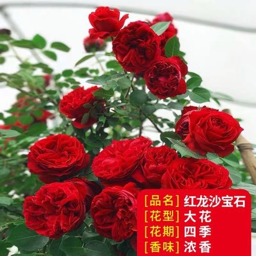 紅龍月季哪個品牌最好？（紅龍月季品牌及特點分析，）