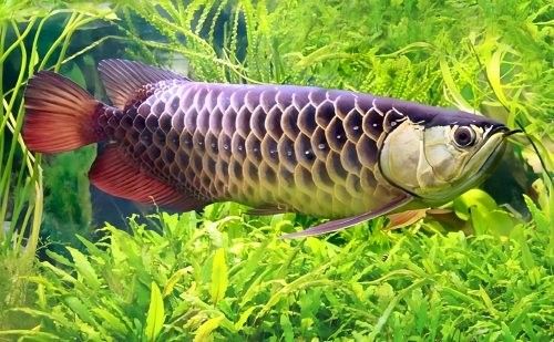 金龍魚進黑缸后需要多久適應（金龍魚入缸多久可以喂食當天喂食當天喂食可以嗎）