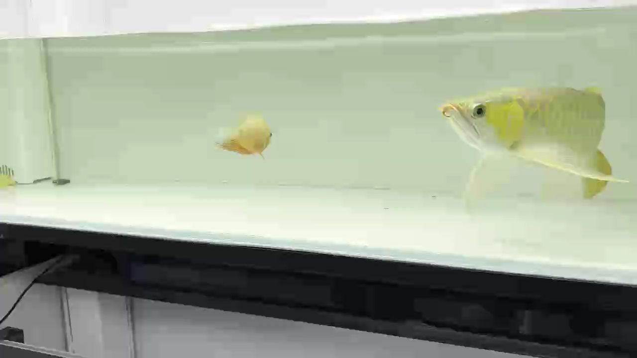 12888大扇尾硬骨（12888大扇尾硬骨的研究）