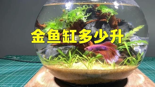 金魚混養(yǎng)需要多大的魚缸（關(guān)于金魚混養(yǎng)所需魚缸大小的一些建議）