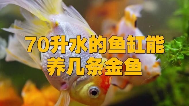 金魚混養(yǎng)需要多大的魚缸（關(guān)于金魚混養(yǎng)所需魚缸大小的一些建議）
