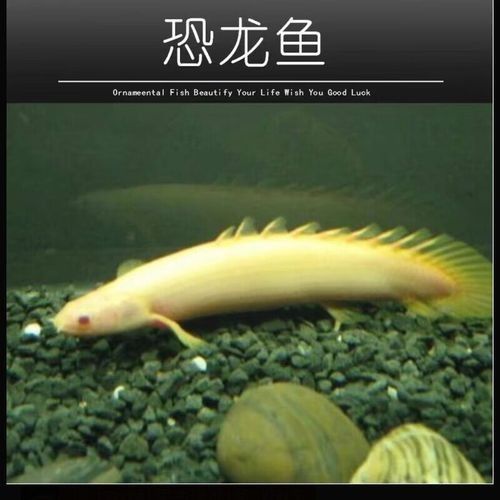 虎紋恐龍王的價格是多少？（虎紋恐龍王的價格）