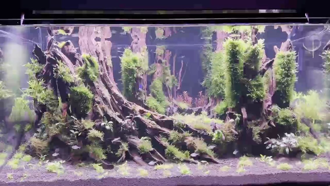 我的虎魚真菌感染了要怎么處理 水質變化真快(jonyu評論:水質變化真快,近年來全球范圍內對水質變化的關注度) 龍魚論壇 水質變化真快(jonyu評論:水質變化真快,近年來全球范圍內對水質變化的關注度) 水質變化真快(jonyu評論:水質變化真快,近年來全球范圍內對水質變化的關注度) 龍魚論壇
