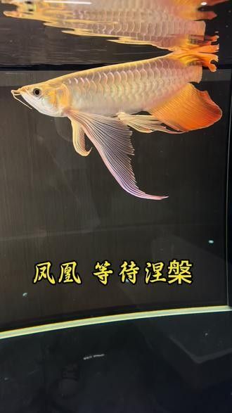 哪里可以找到最貴紅龍魚的視頻（如何找到最貴的紅龍魚的視頻？）